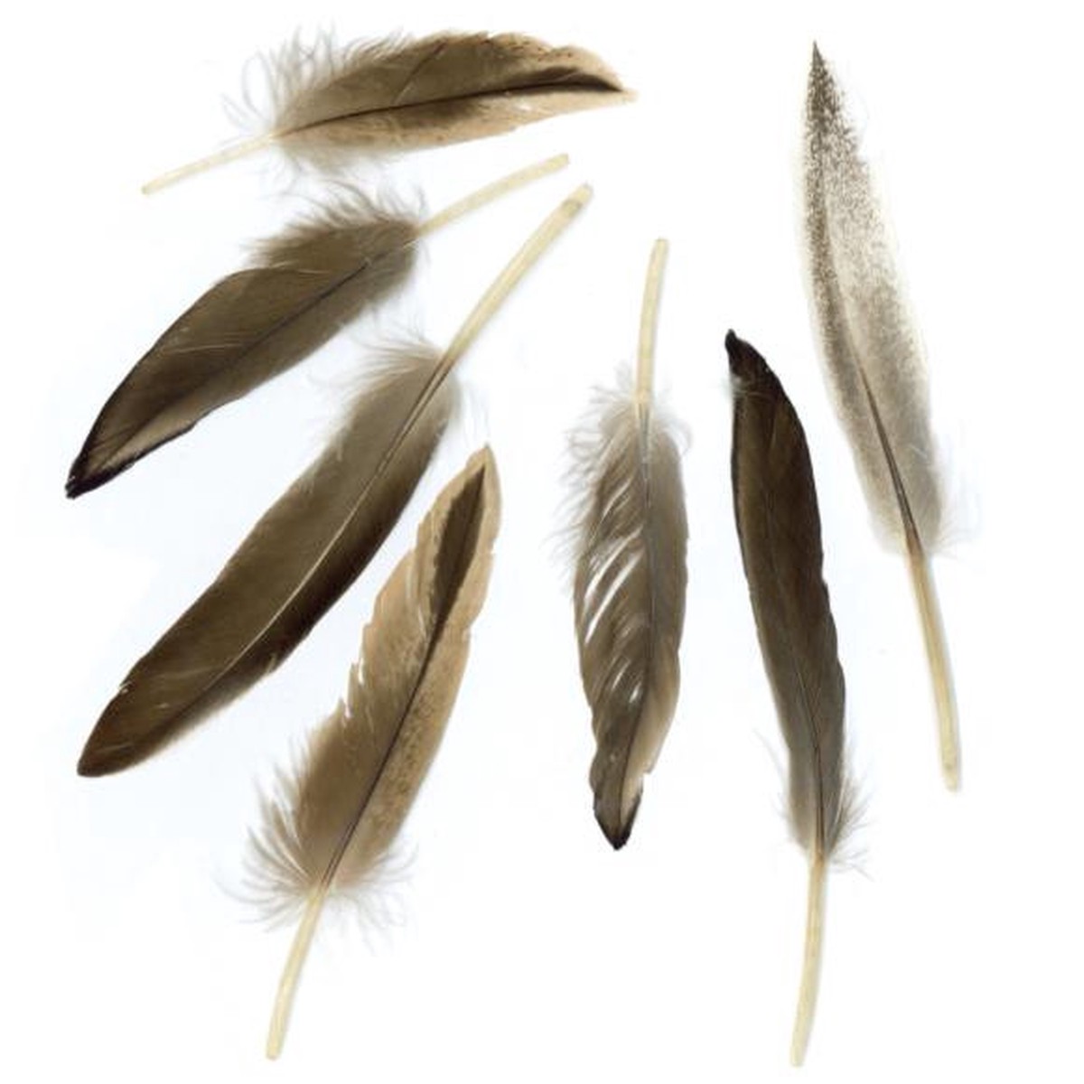 Zucker Duck Cosse Feathers .05oz - Natural
