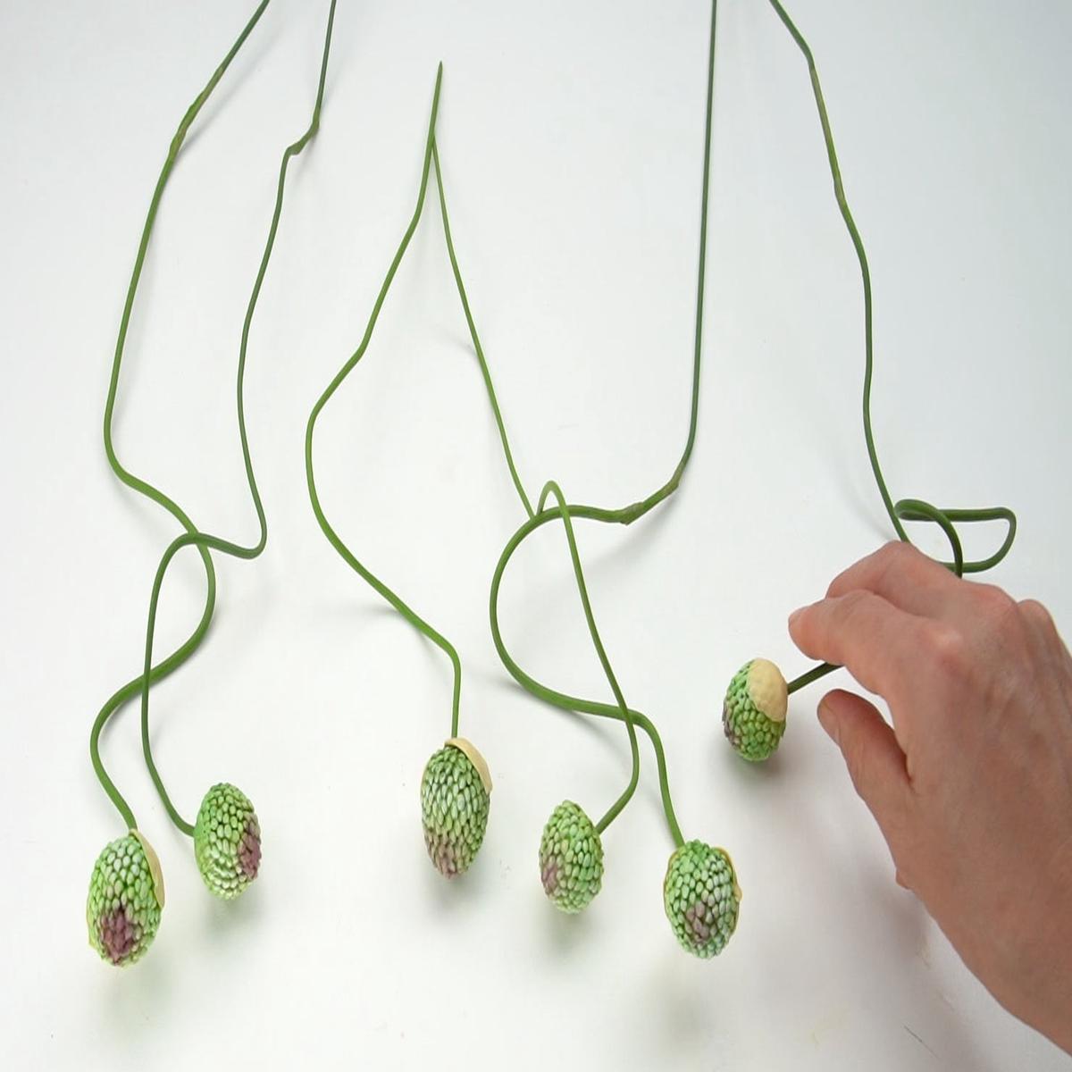 Allium Mold
